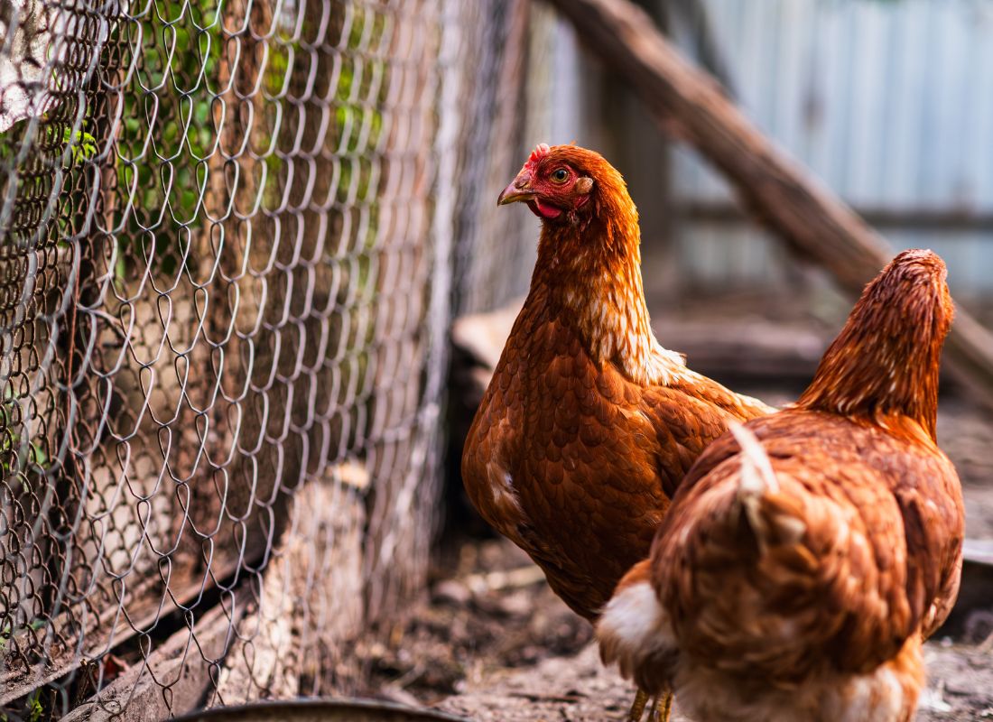 prikaz dve koke nosilje u kavezu